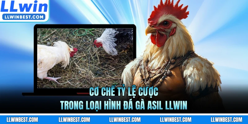 Cơ chế tỷ lệ cược trong loại hình đá gà Asil LLWIN